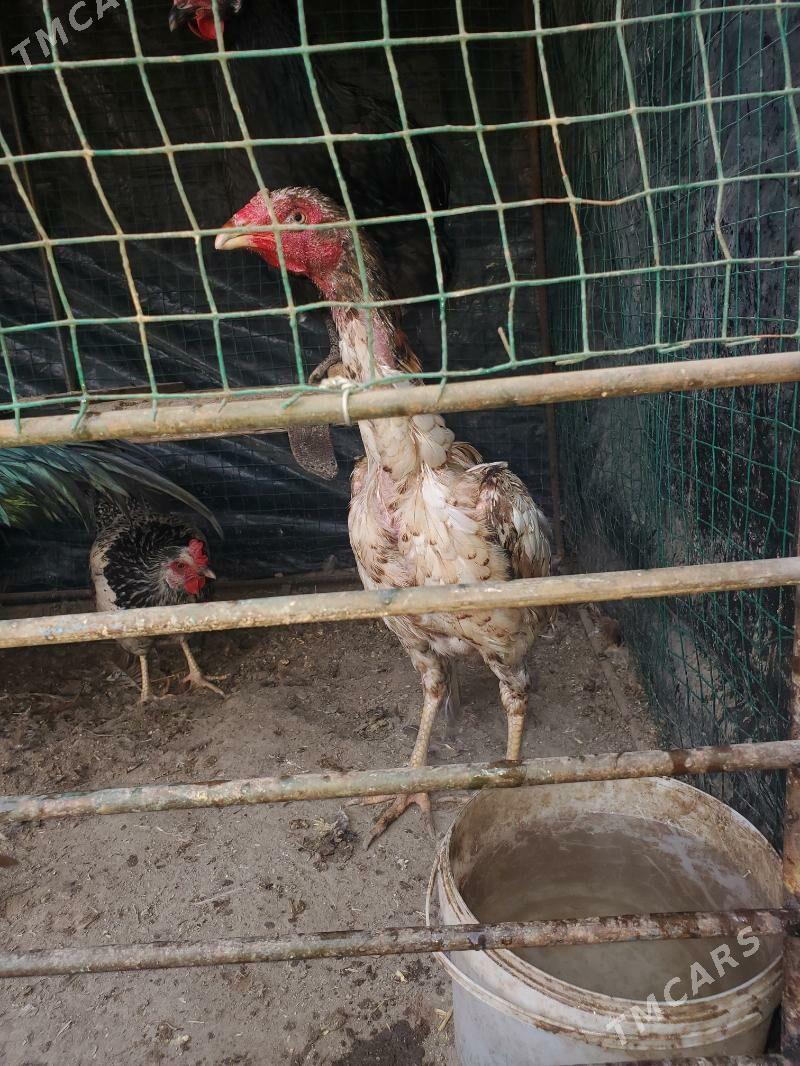 boyes tovuk - Керки - img 3