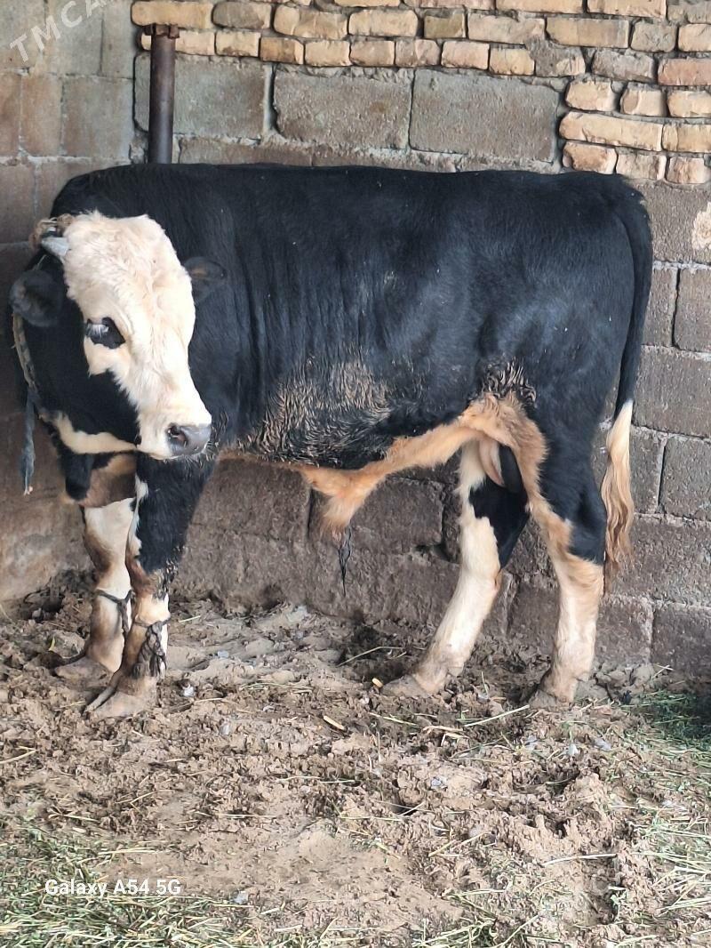 okiz - Гёкдепе - img 3