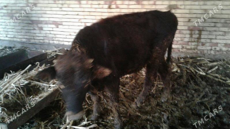 okuz gilajyn - Мары - img 3