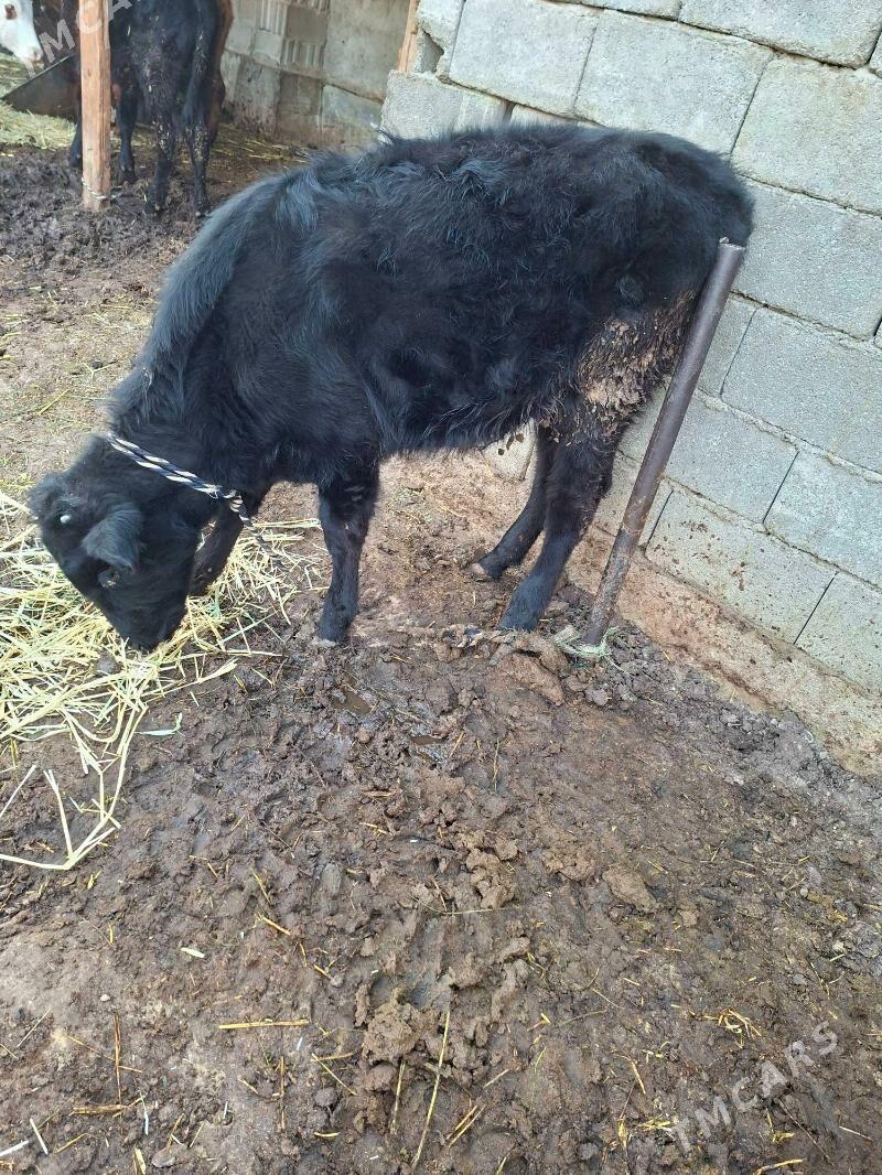 tuwe - Гарадамак Шор - img 2