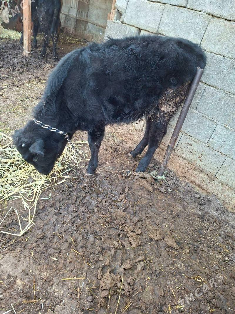 tuwe - Гарадамак Шор - img 3