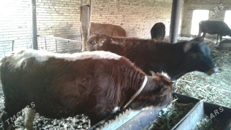 okuz gilajyn - Мары - img 4