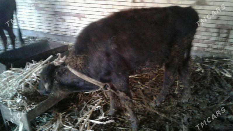 okuz gilajyn - Мары - img 2