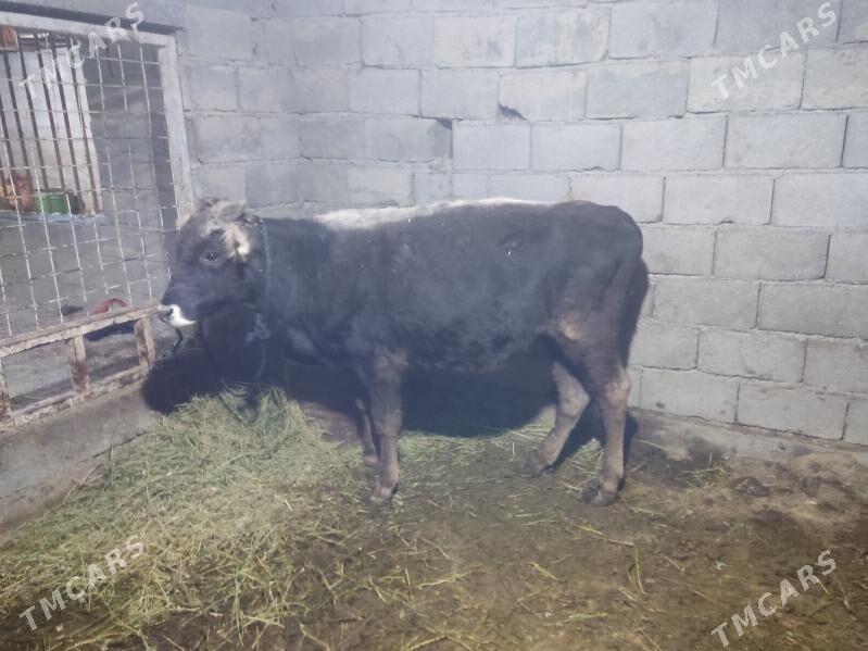 okuz - Гёкдепе - img 3