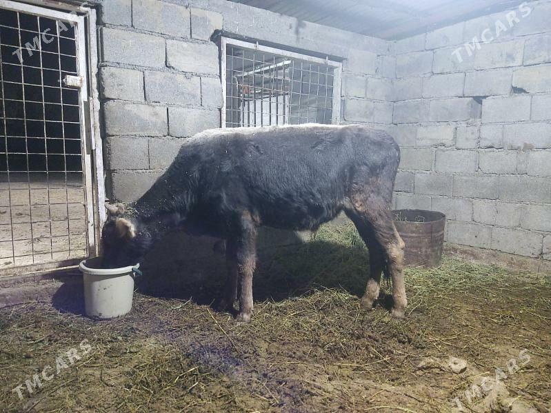 okuz - Гёкдепе - img 2