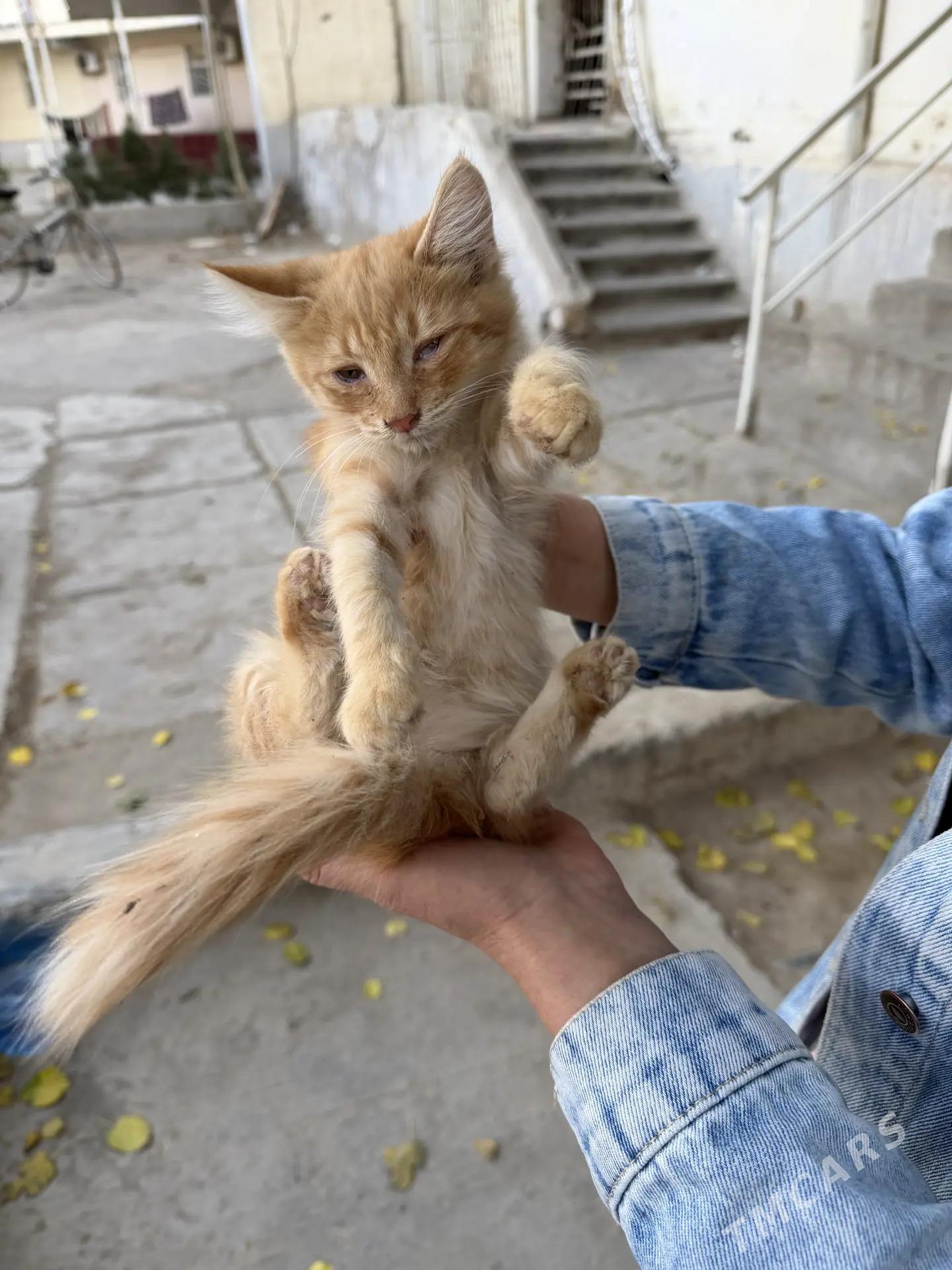 котенок рыжий - Aşgabat - img 2