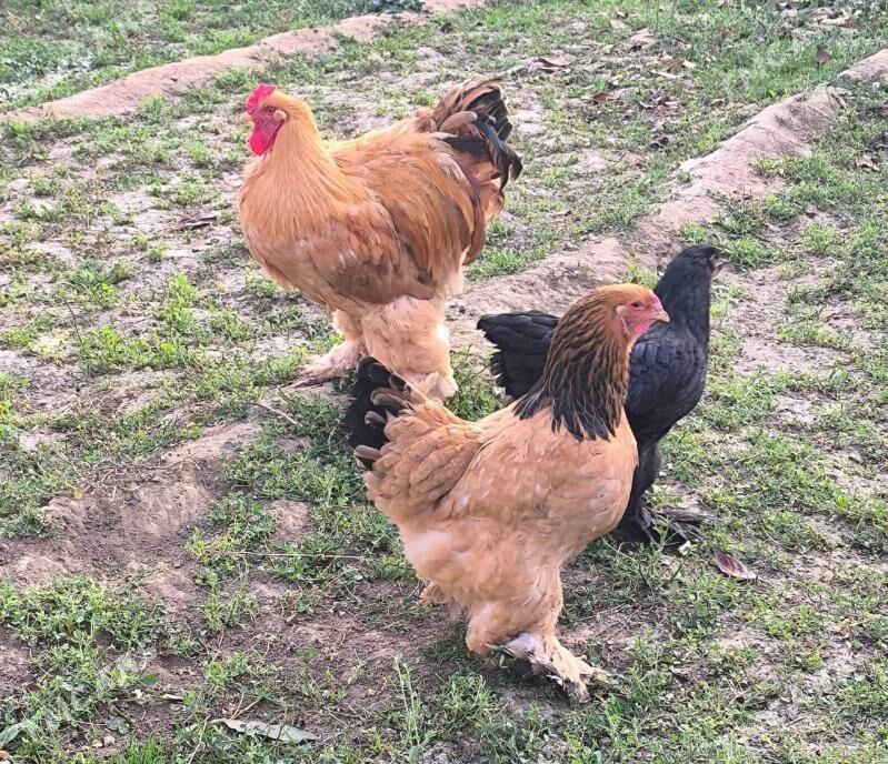 Bramal palivi - Бузмеин - img 2