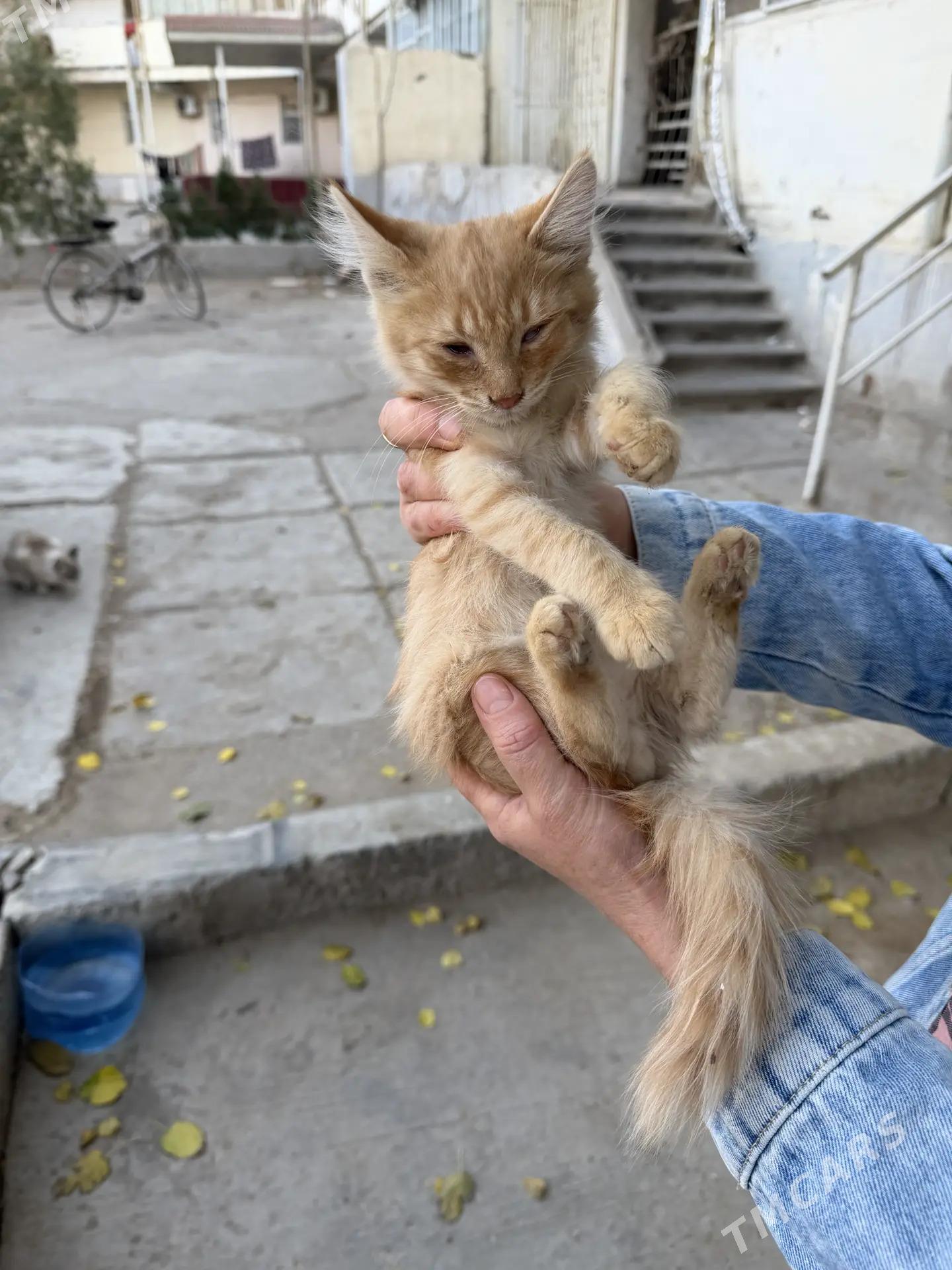 котенок рыжий - Aşgabat - img 4