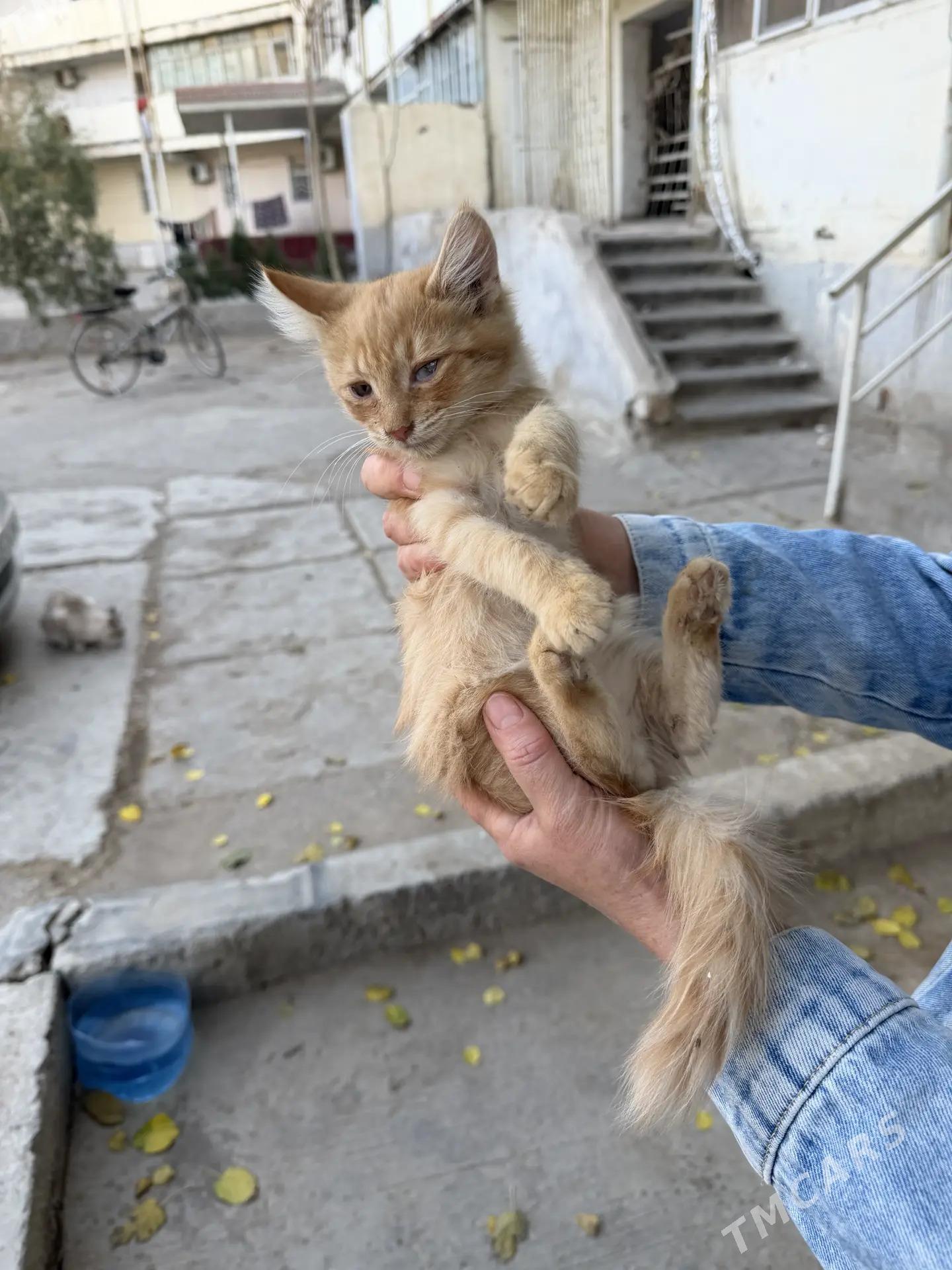 котенок рыжий - Aşgabat - img 3