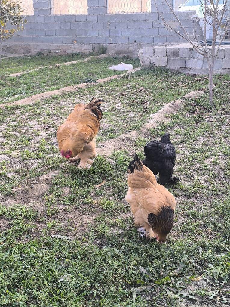 Bramal palivi - Бузмеин - img 3