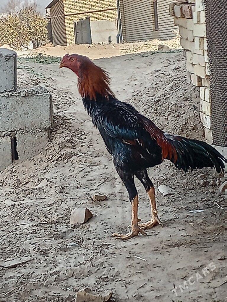 Horoz - Sakarçäge - img 5