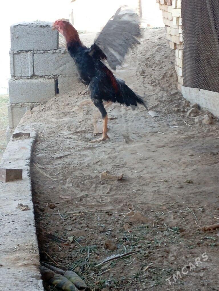 Horoz - Sakarçäge - img 6