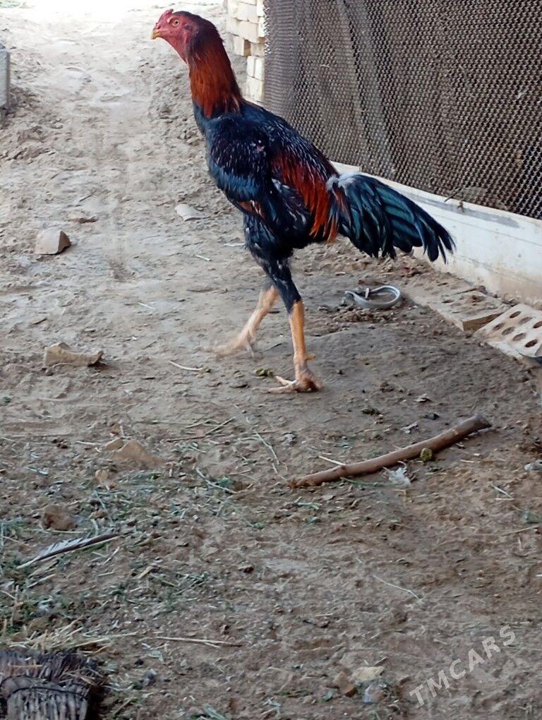 Horoz - Sakarçäge - img 7