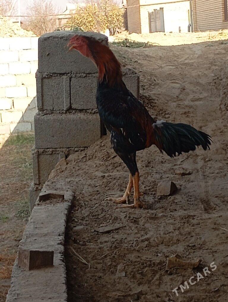 Horoz - Sakarçäge - img 3