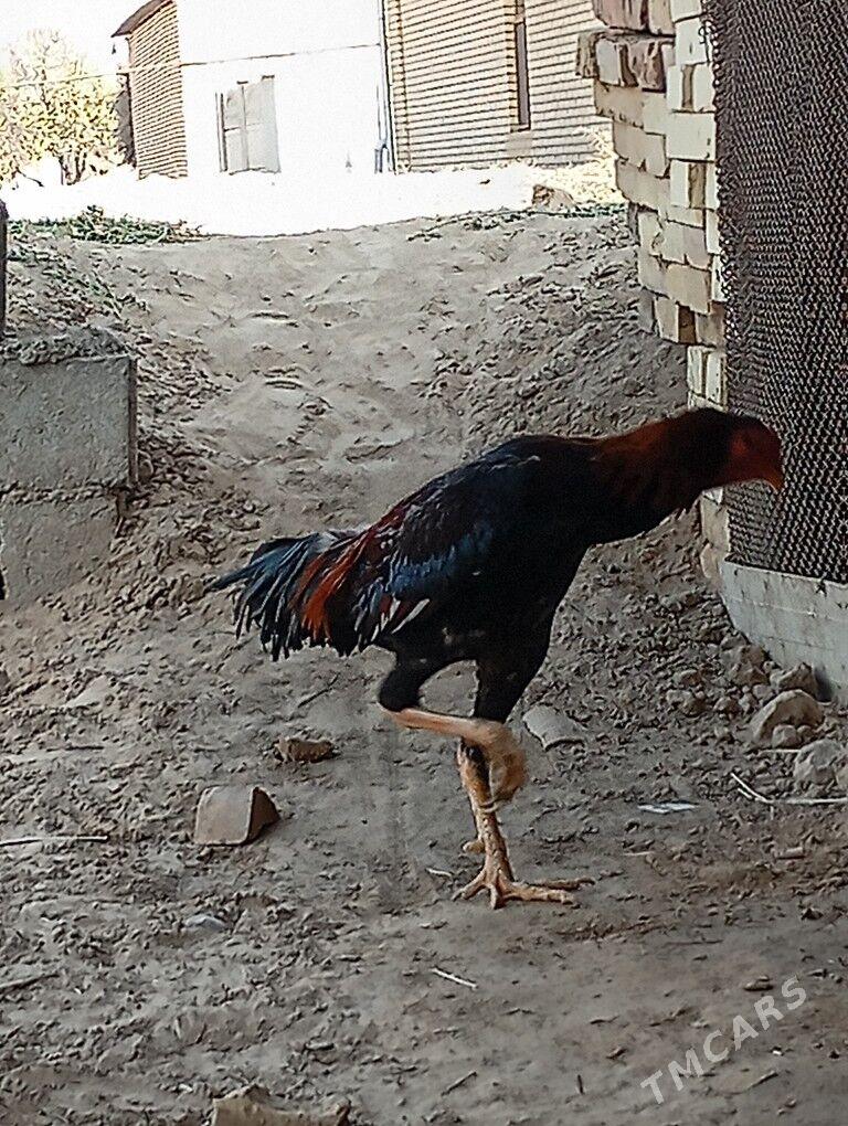 Horoz - Sakarçäge - img 4