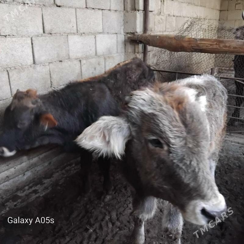 okuzler - Гызыларбат - img 2