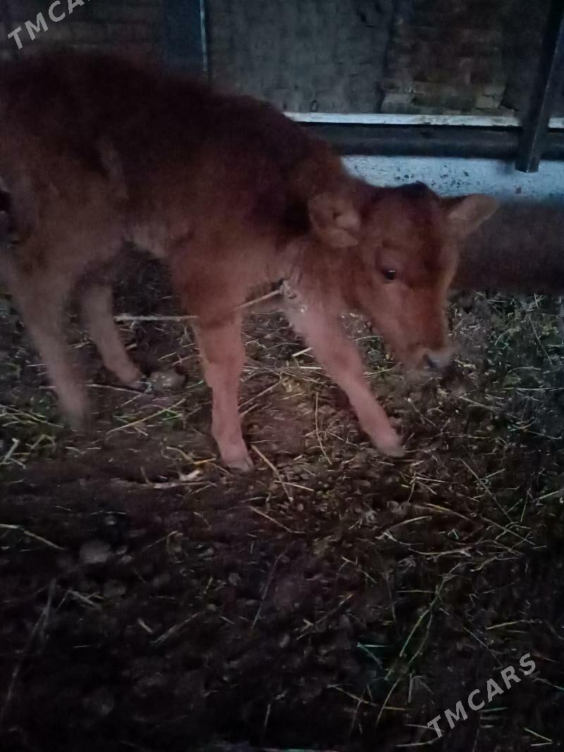 hojekli sigir - Чарджоу - img 3