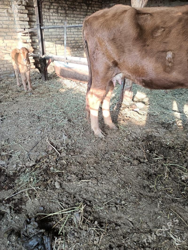 hojekli sigir - Чарджоу - img 5