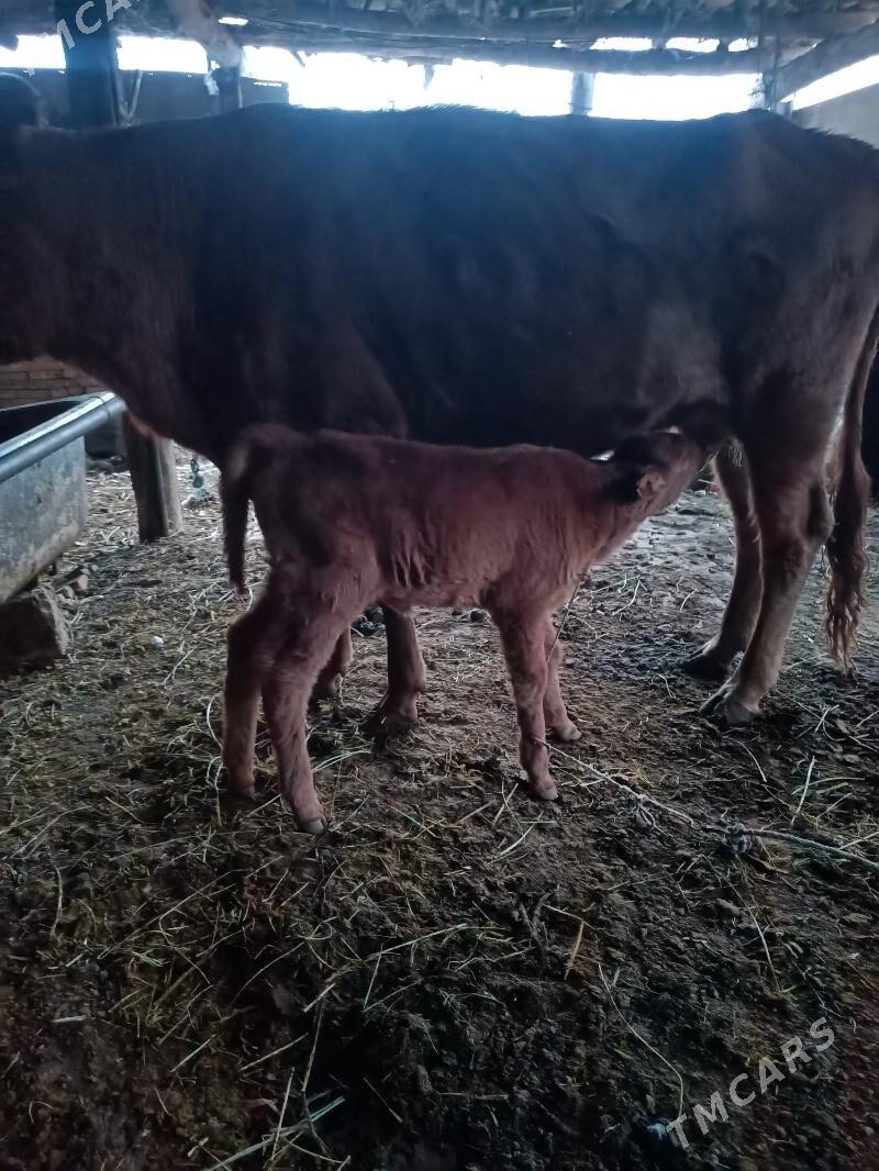 hojekli sigir - Чарджоу - img 4