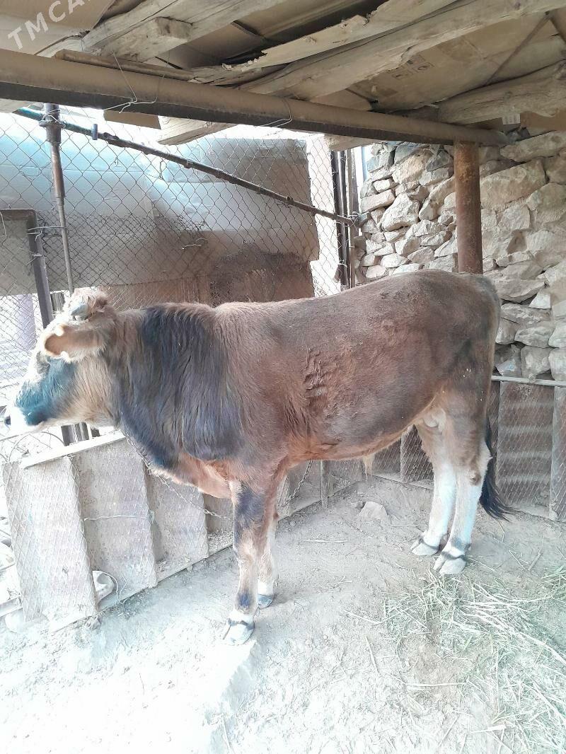 okuz - Magdanly - img 2