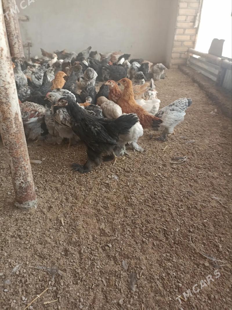 balakly jujeler - Sakarçäge - img 2