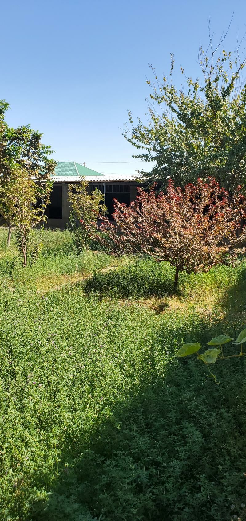 Gökdepe jaý - Гёкдепе - img 9