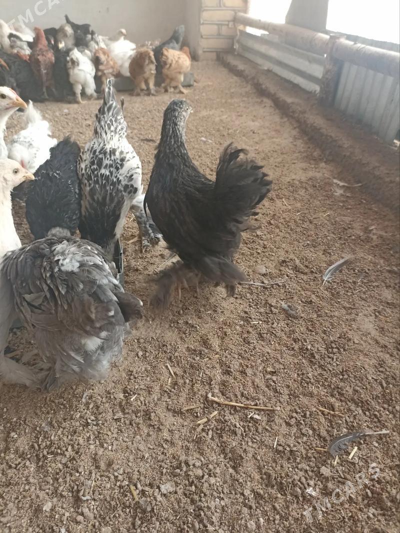 balakly jujeler - Sakarçäge - img 4