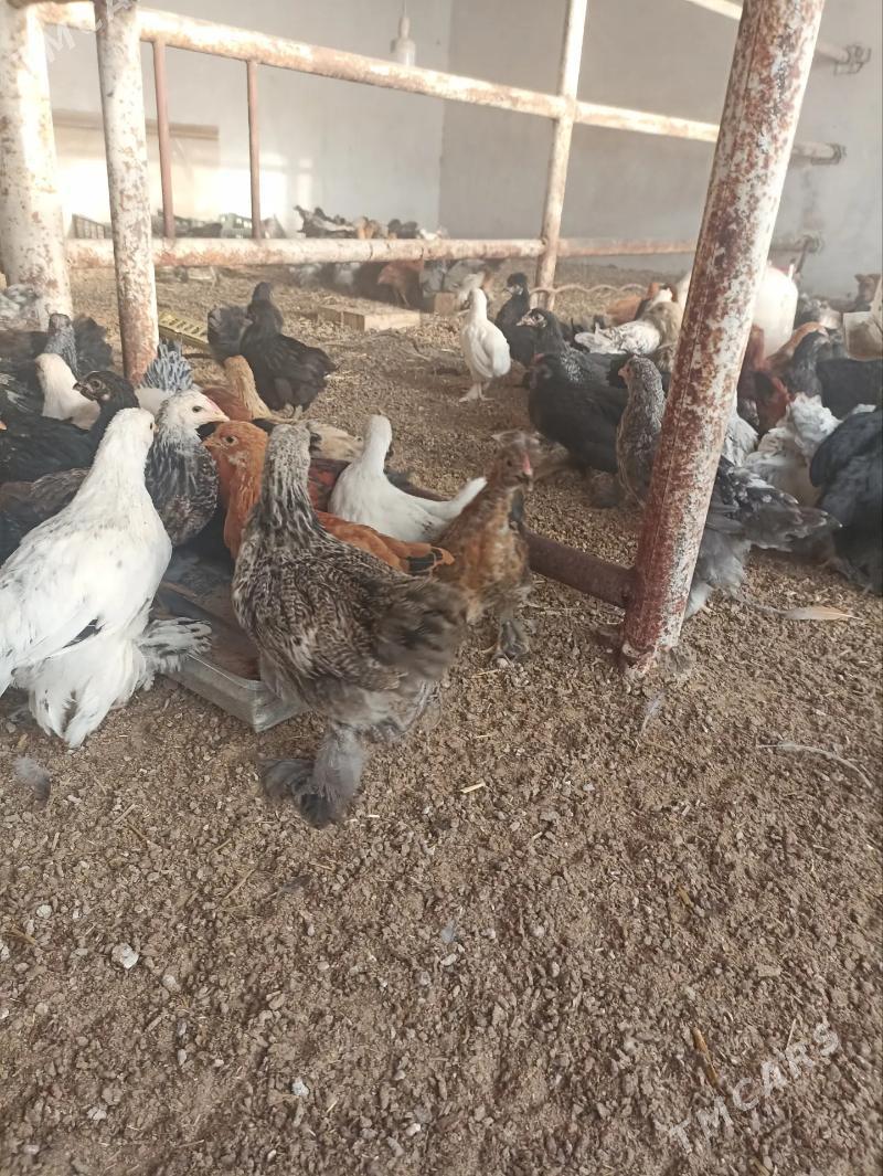 balakly jujeler - Sakarçäge - img 5