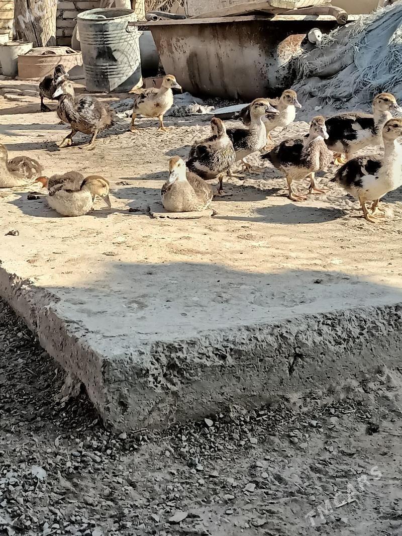 muskus jujeler - Чарджоу - img 2