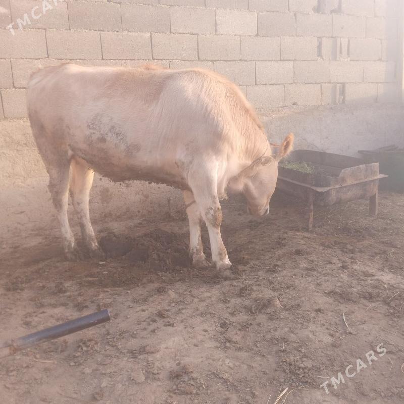 tüwe - Бахарден - img 3