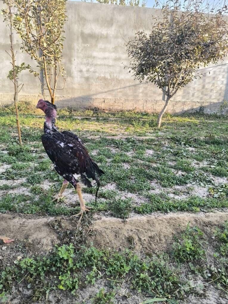 tashgent horaz - Бузмеин - img 1