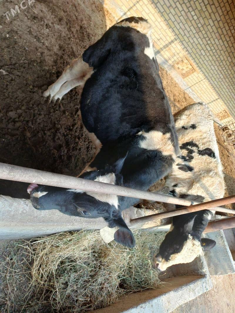 German okuzlerGerman okuzler - Чарджоу - img 2