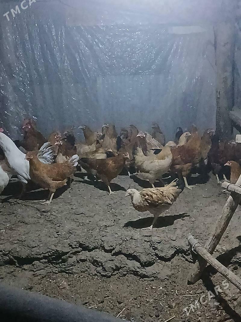 towuk - Багир - img 6