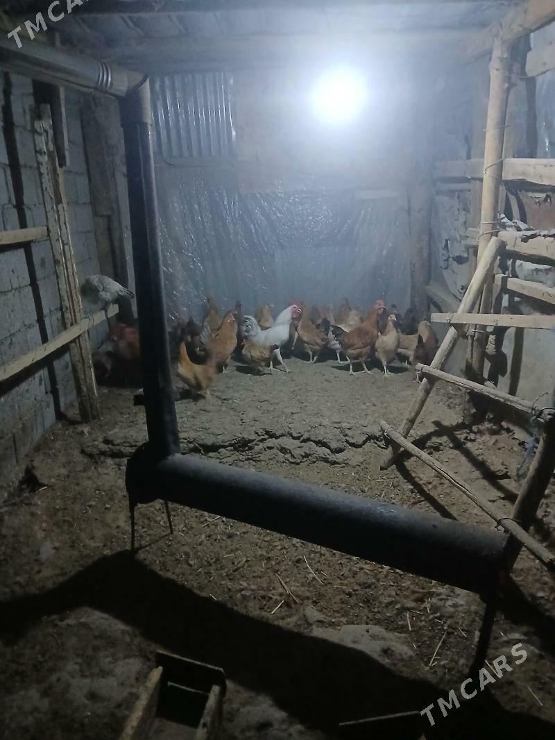 towuk - Багир - img 3