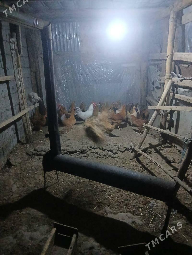 towuk - Багир - img 4