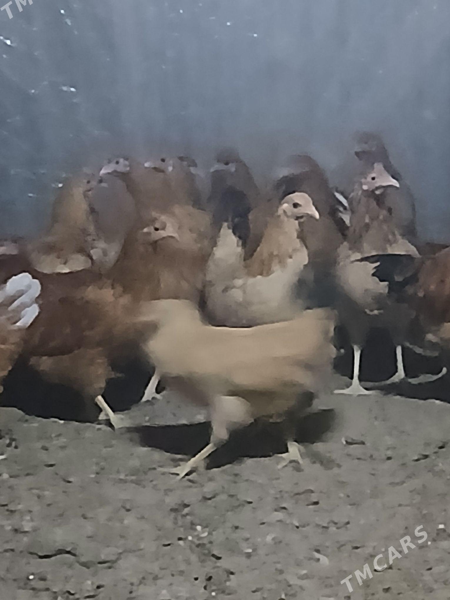 towuk - Багир - img 5