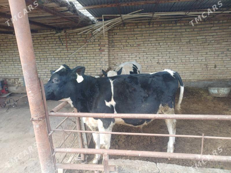 German okuzlerGerman okuzler - Чарджоу - img 5