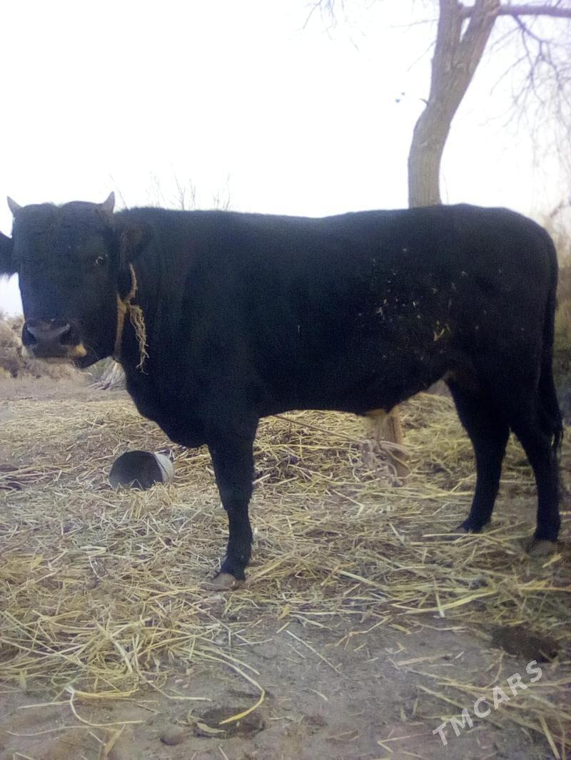 бакылы окуз - етр. Туркменбаши - img 2