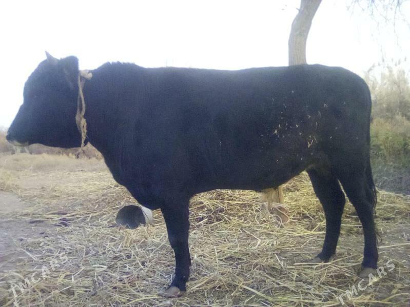 бакылы окуз - етр. Туркменбаши - img 3