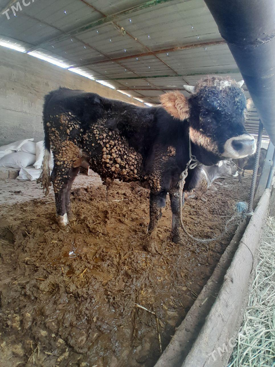 ŞIWET   OKÜZ - Гёкдепе - img 2