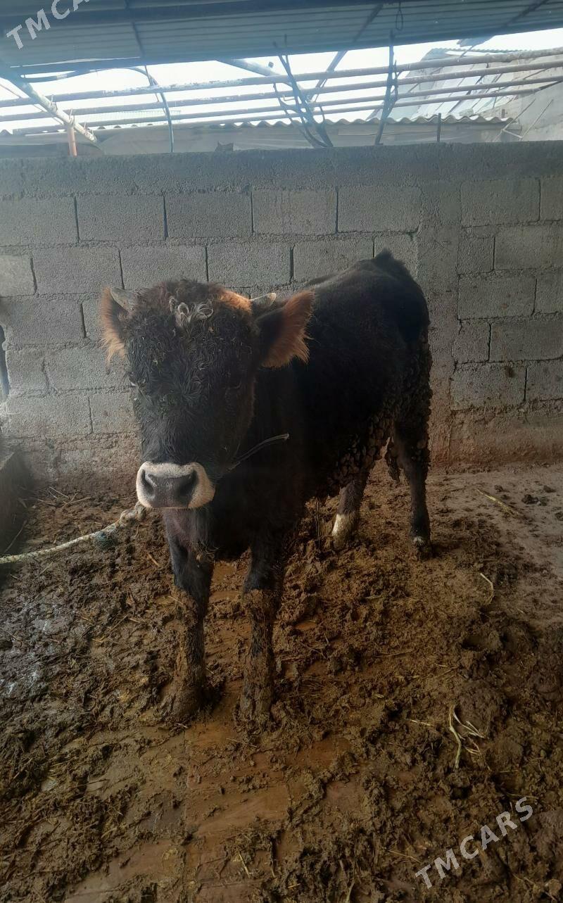 ŞIWET   OKÜZ - Гёкдепе - img 3