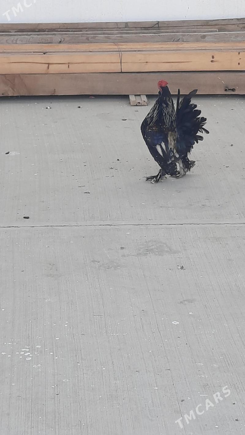 Horaz - Gökdepe - img 4