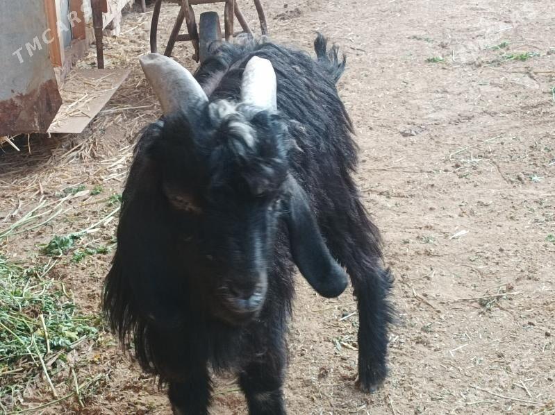 serke owlak - Дянев - img 2