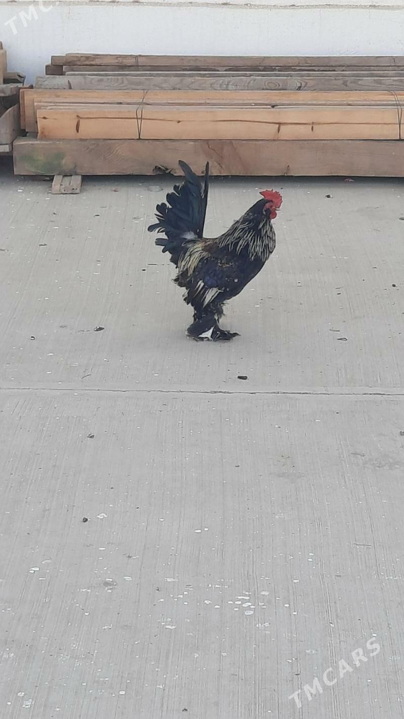 Horaz - Gökdepe - img 5