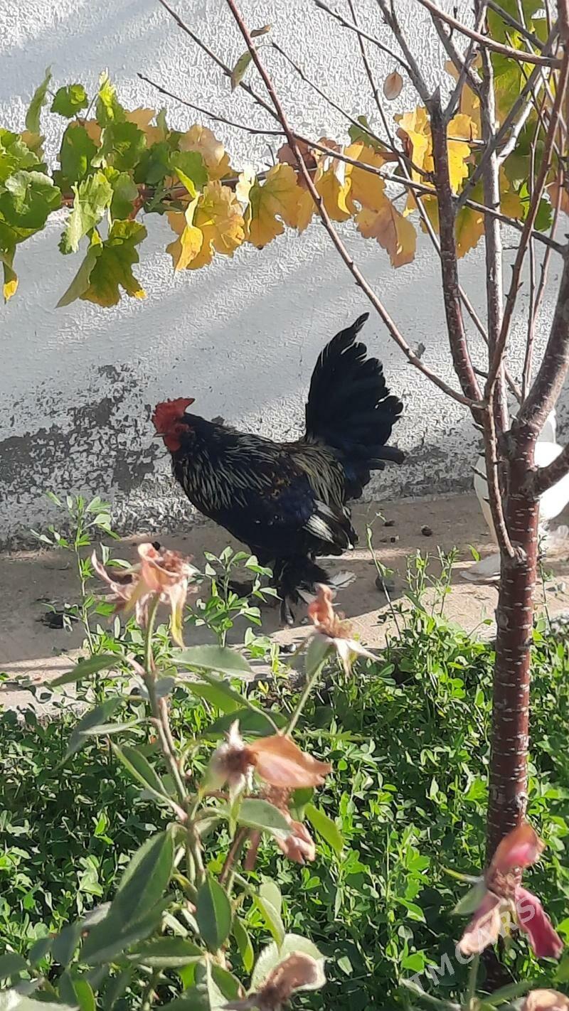 Horaz - Gökdepe - img 3