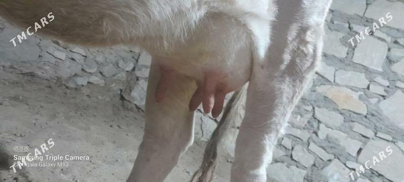 golely sygyr - Балканабат - img 2