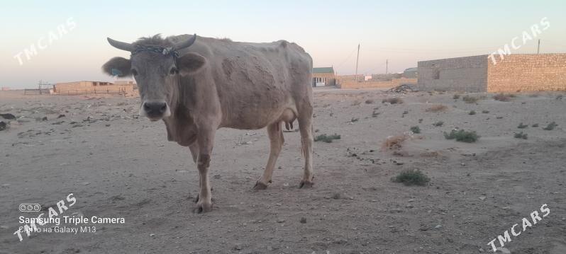 golely sygyr - Балканабат - img 4