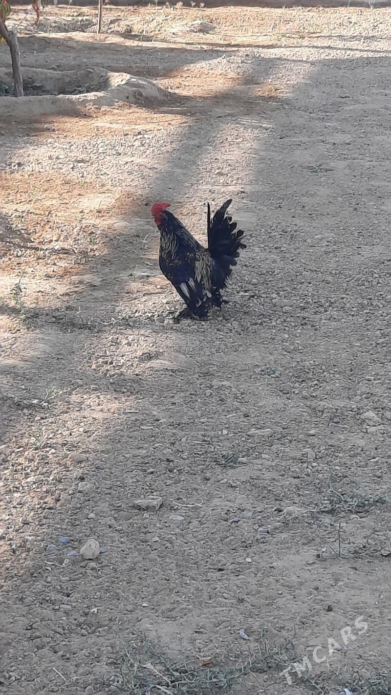 Horaz - Gökdepe - img 2