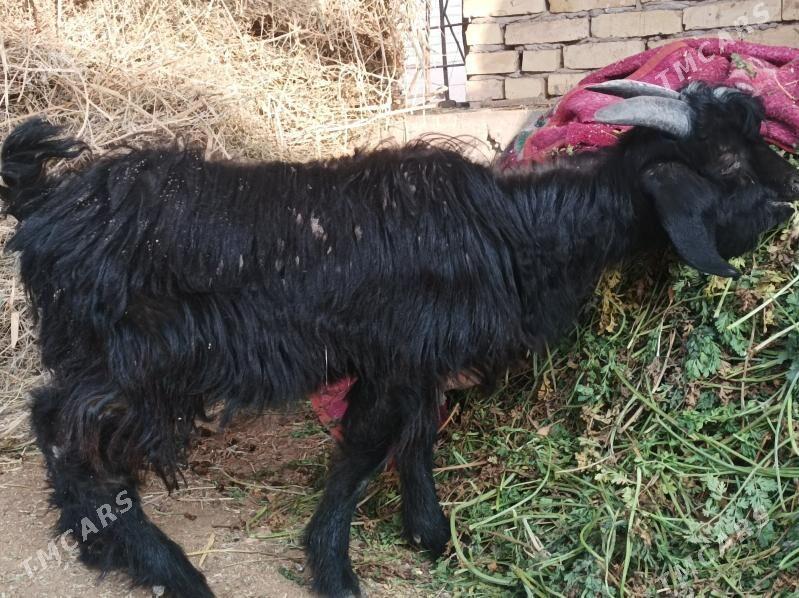 serke owlak - Дянев - img 3