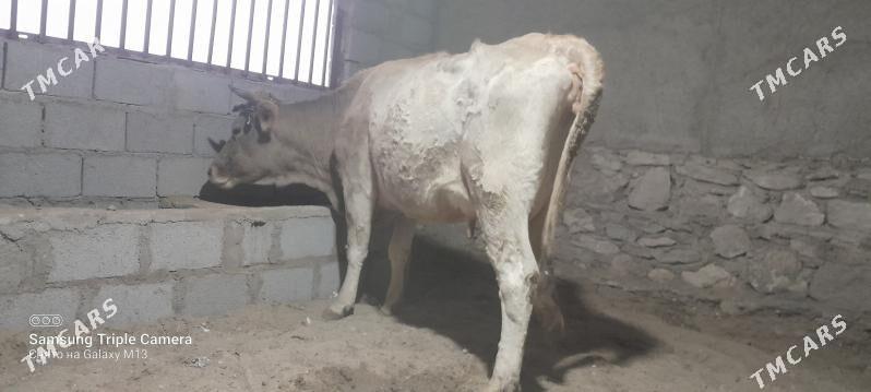 golely sygyr - Балканабат - img 3